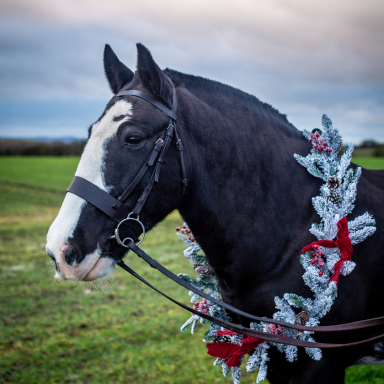 A black horse adorned with a festive wreath in a grassy landscape.